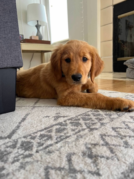 The Paw Step