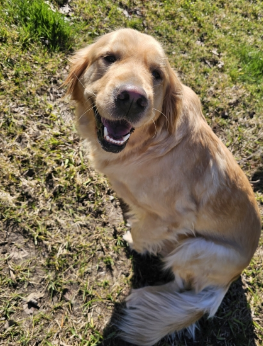 The Paw Step