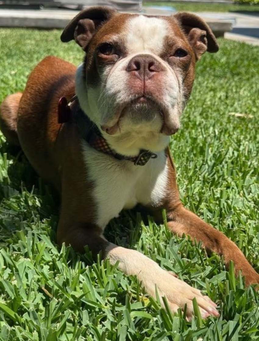 The Paw Step
